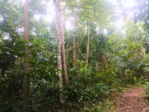 A dirt path through a dense tropical forest with tall trees and lush green foliage, illuminated by sunlight filtering through the canopy.