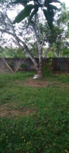 Large tree with broad leaves in a grassy yard, with a brick wall in the background and a white object at the base.