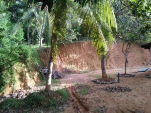 Garden scene with palms, stone rings, dense greenery, and a steep soil cut.