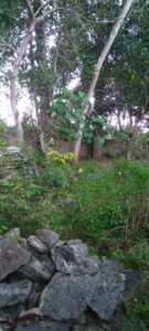 Pile of large rocks in the foreground, with dense vegetation and trees, and a partially visible brick structure in the background.