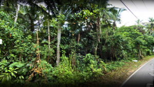 Tropical trees and dense greenery beside a narrow paved road.