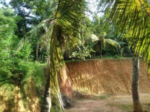 Sunlit landscape featuring palms, thick foliage, and a grassy yard with steep soil excavation.