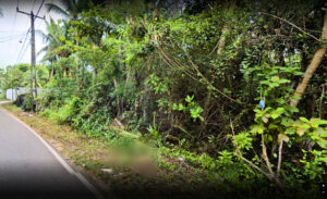 Tropical roadside plot with lush trees and utility infrastructure.