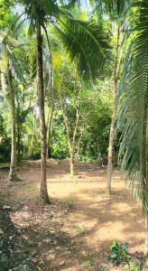 Open area in a tropical forest with tall palm trees and lush greenery, covered with scattered leaves and dirt ground.