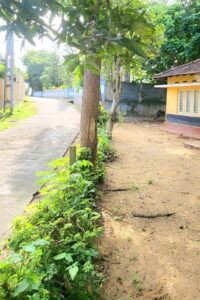 A road beside a yellow house with a tiled roof, flanked by trees and dense greenery, with a sandy yard in the foreground.