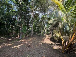 Dense tropical forest with tall trees and palm leaves, covered with fallen leaves and shaded ground.