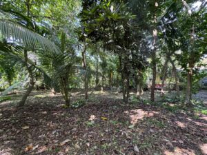 Lush tropical forest with tall trees, palm leaves, and a ground covered with fallen leaves and shadows.